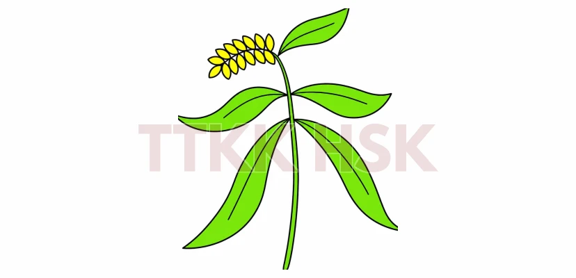 Hình minh họa bộ Hòa