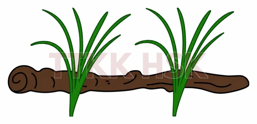 Hình minh họa bộ Thảo