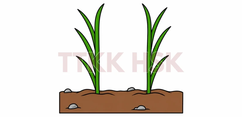 Hình minh họa bộ Cửu